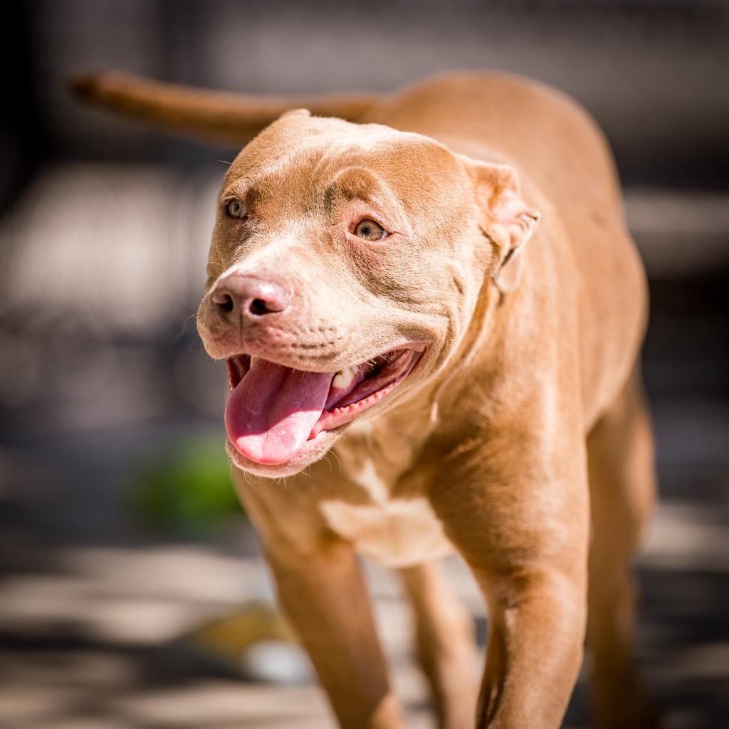 Enlarge Misty, a Adoptable Pit Bull Terrier in Twentynine Palms, CA image 5/5