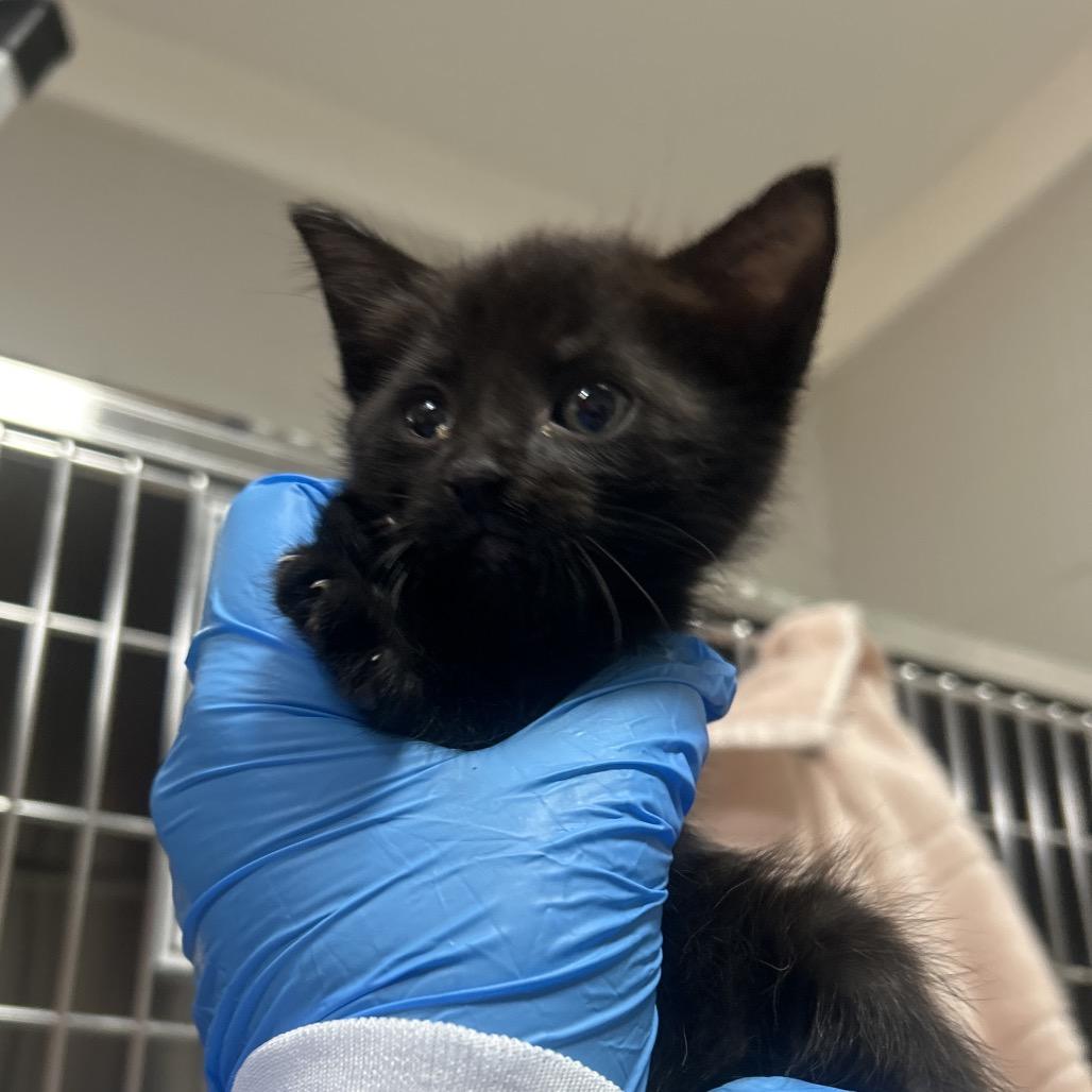 Durian, Adoptable, Kitten Male Domestic Short Hair.