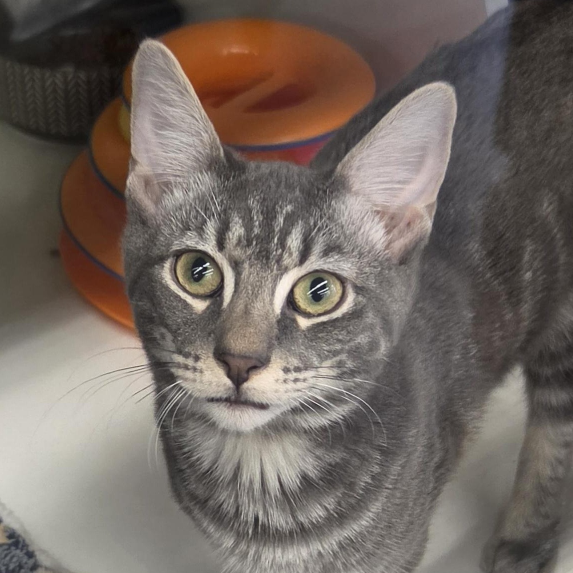 Ash, Adoptable, Kitten Male Domestic Short Hair.