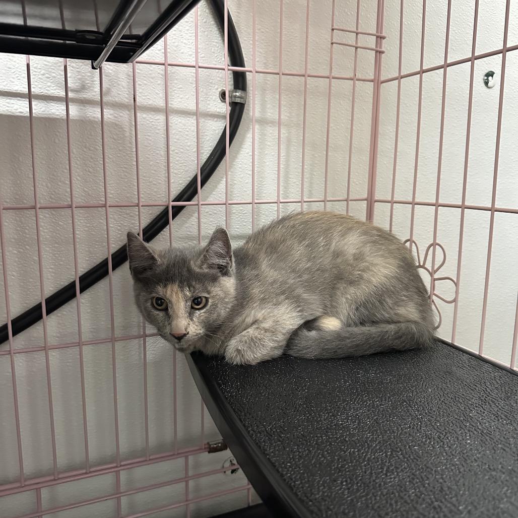 Jena, Adoptable, Kitten Female Domestic Short Hair.