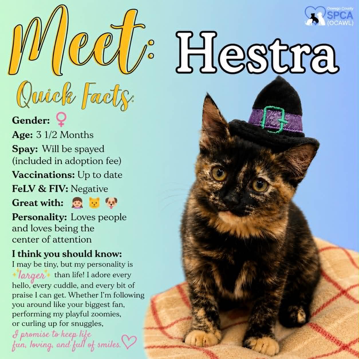 Hestra, ADOPTABLE, Young Female Domestic Short Hair.