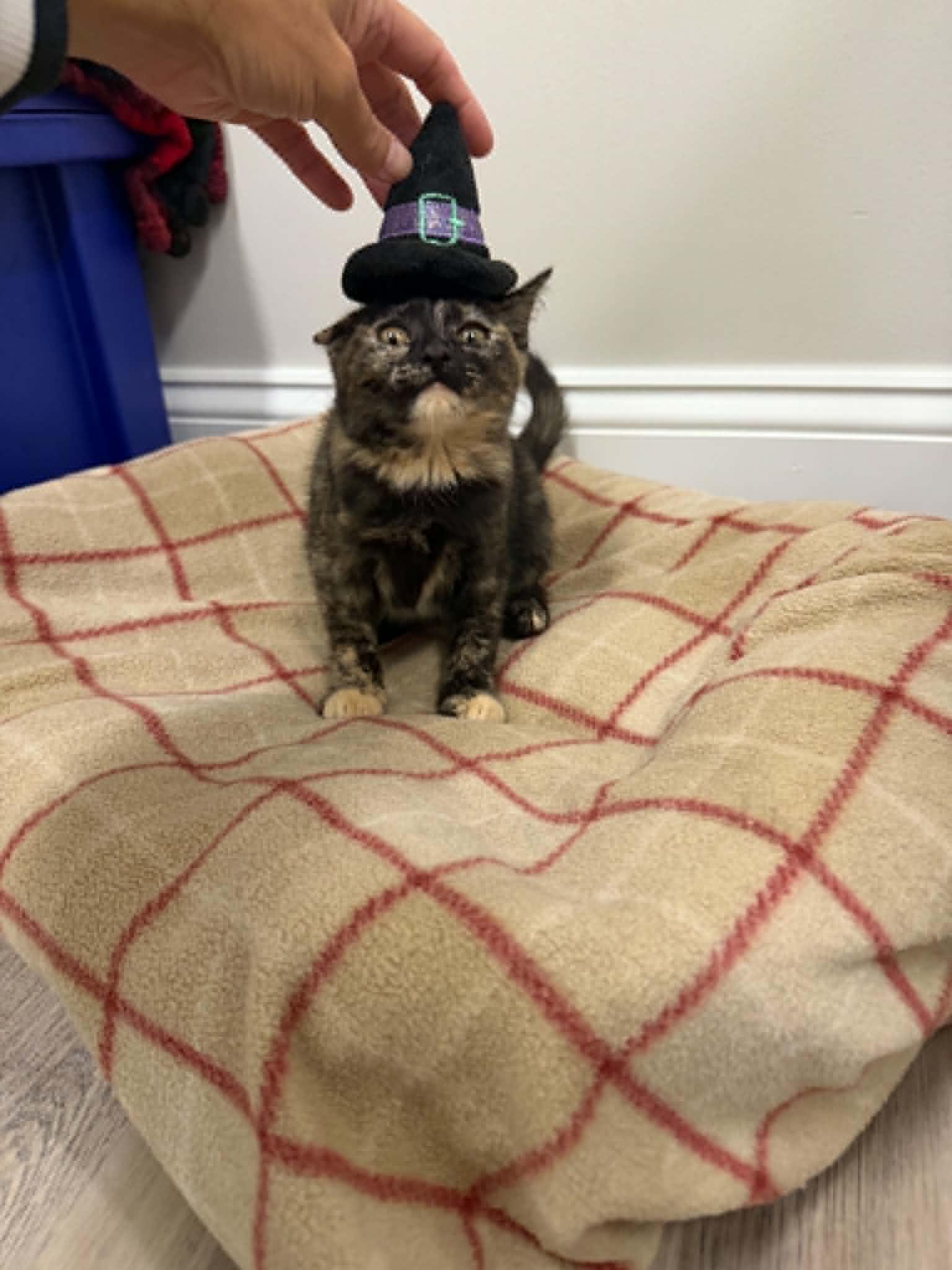 Hestra, a ADOPTABLE Domestic Short Hair in Fulton, NY image 4/4