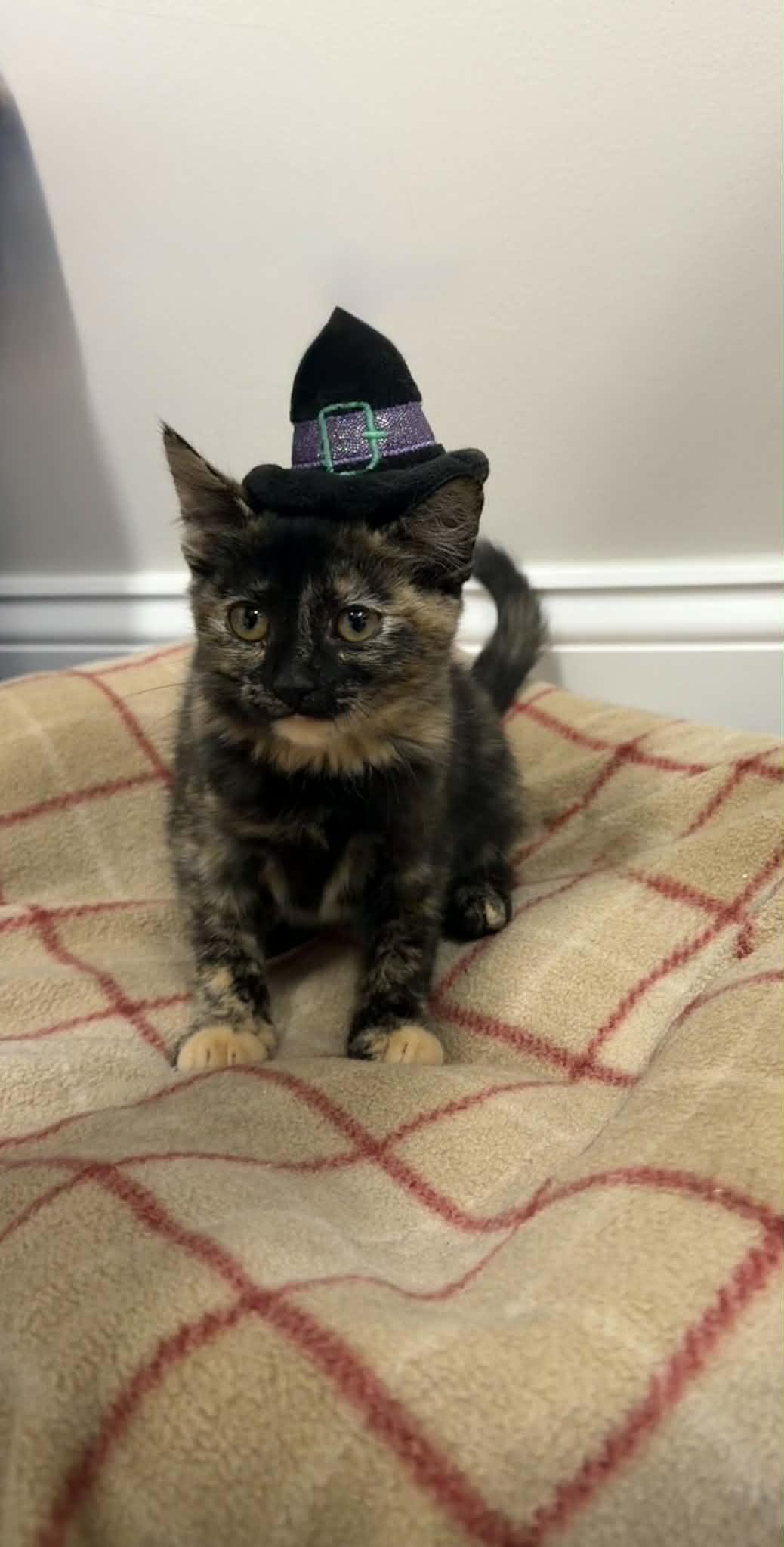 Hestra, a ADOPTABLE Domestic Short Hair in Fulton, NY image 3/4