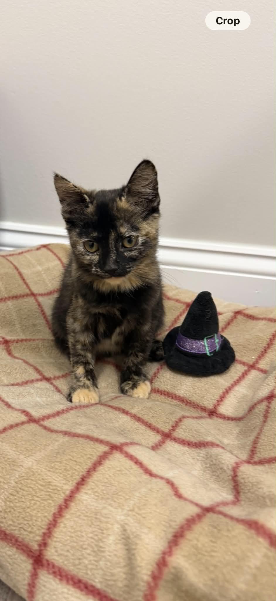 Hestra, a ADOPTABLE Domestic Short Hair in Fulton, NY image 2/4