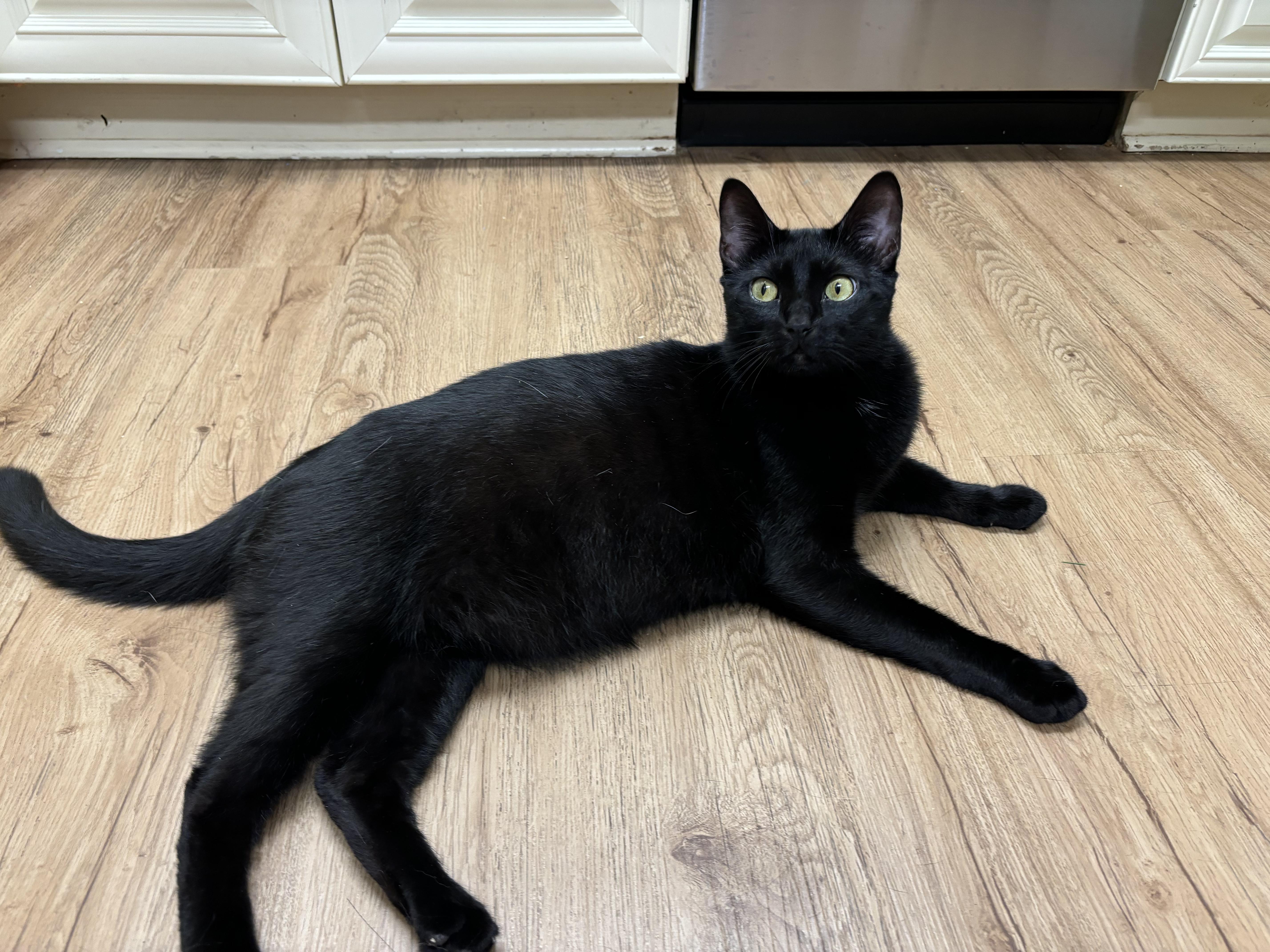 Bernard, Adoptable, Young Male Domestic Short Hair.