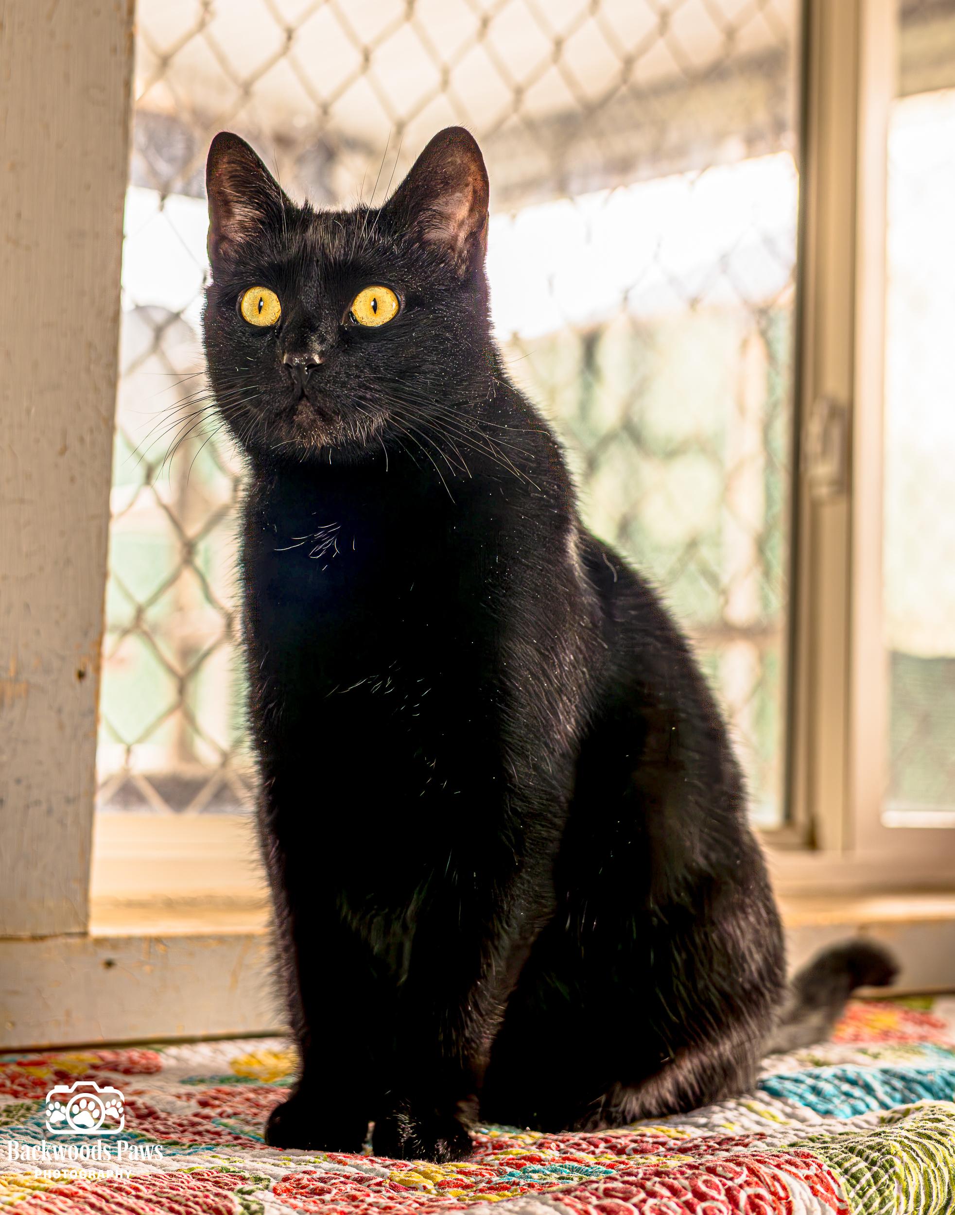 Bernard, Adoptable, Young Male Domestic Short Hair.