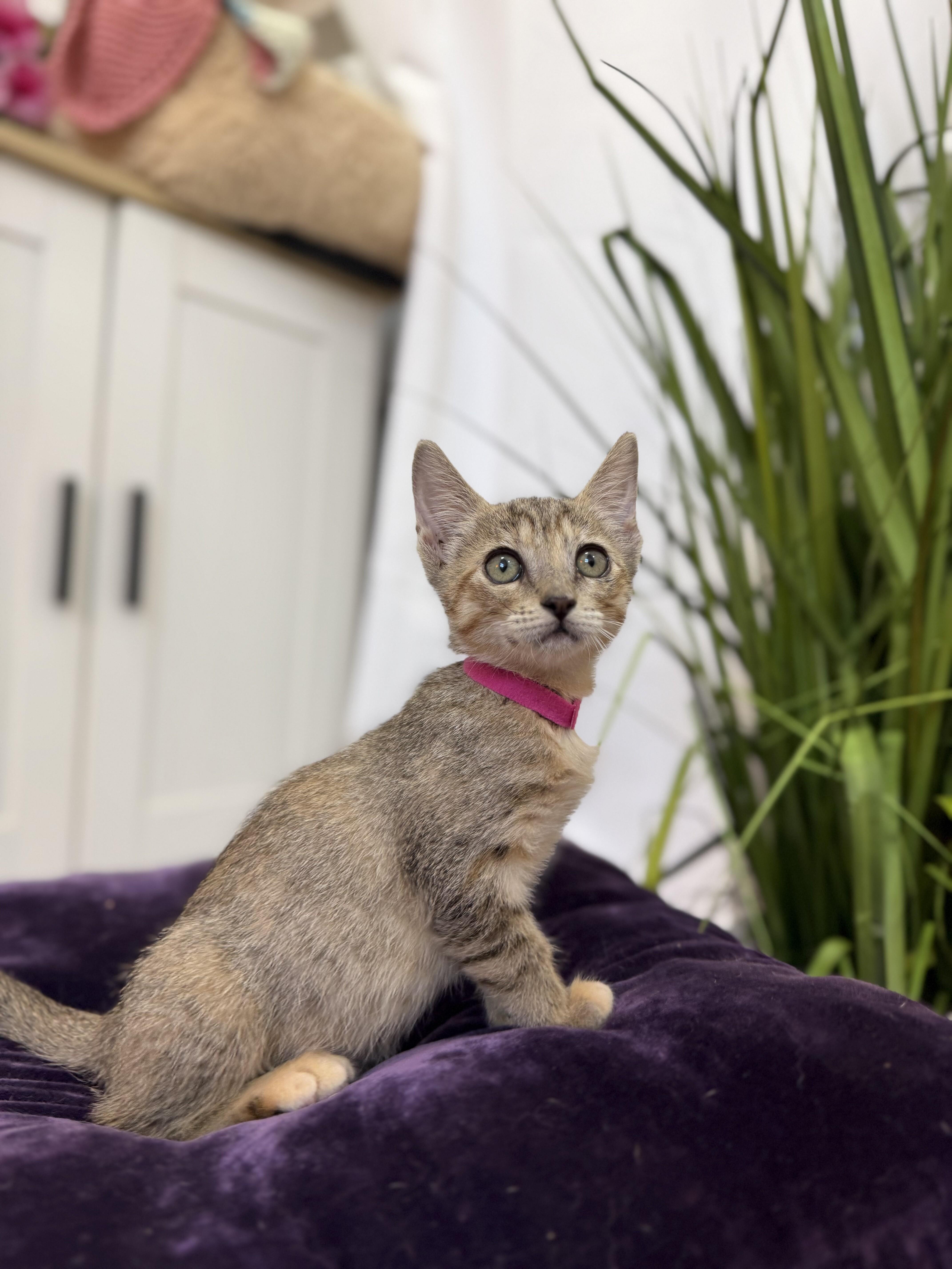 Lolli Pop Candy — thumbnail 2