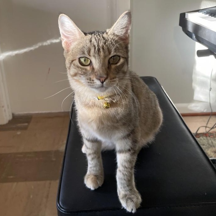 Lolli Pop Candy — thumbnail 4