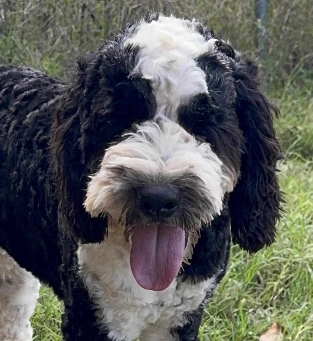 Enlarge Floyd, a Adopted mixed breed in Pelham, NH image 5/5