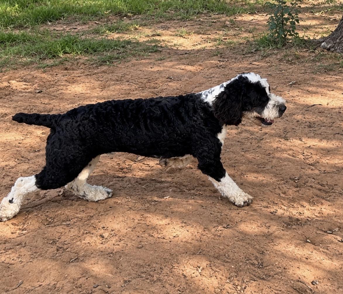 Enlarge Floyd, a Adopted mixed breed in Pelham, NH image 2/5