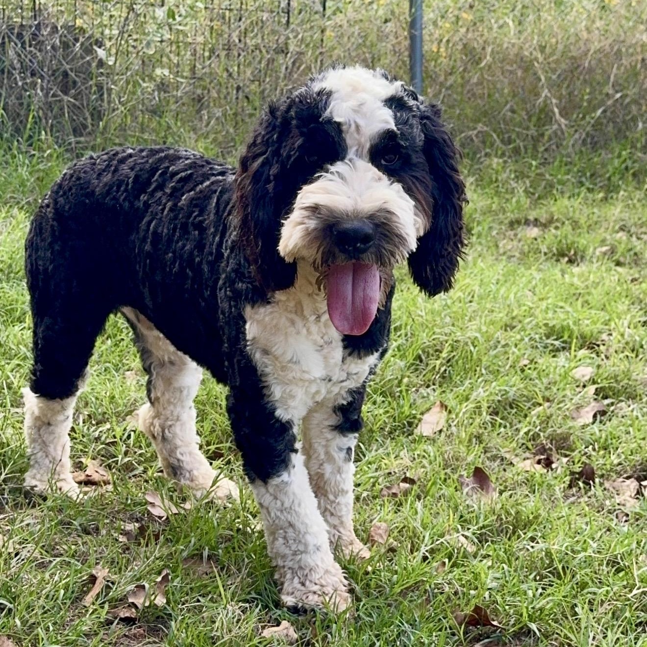 Enlarge Floyd, a Adopted mixed breed in Pelham, NH image 1/5