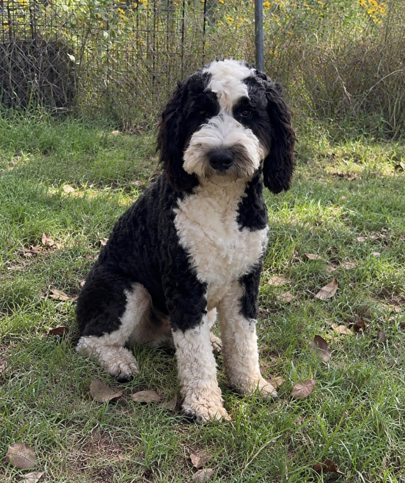 Enlarge Floyd, a Adopted mixed breed in Pelham, NH image 4/5