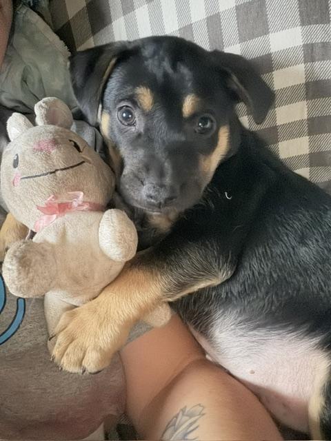 Enlarge Jesse, an adopted mixed breed in Lakeville, MN image 3/5