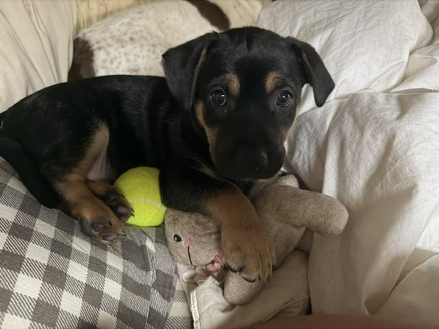 Enlarge Jesse, an adopted mixed breed in Lakeville, MN image 2/5