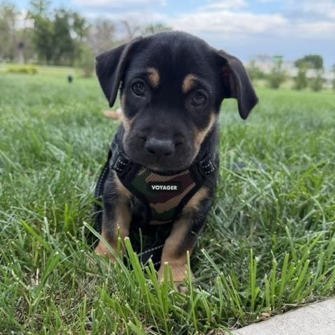 Jesse, adopted, Puppy Male Terrier & Miniature Dachshund.