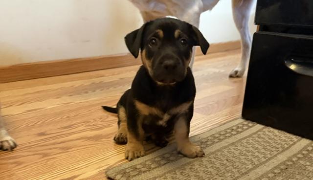 Enlarge Jesse, an adopted mixed breed in Lakeville, MN image 4/5