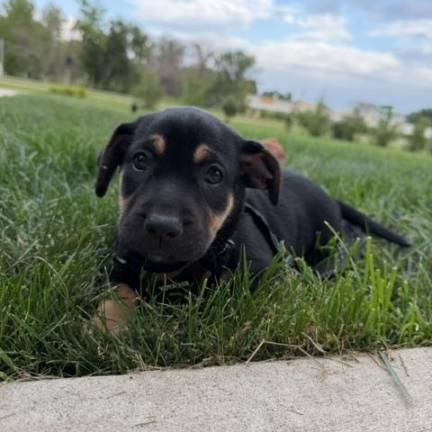 Enlarge Jesse, an adopted mixed breed in Lakeville, MN image 5/5