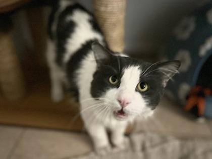 Enlarge Slime, a Adoptable mixed breed in Phoenix, AZ image 1/3