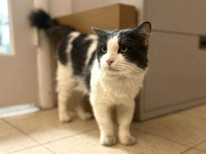 Enlarge Slime, a Adoptable mixed breed in Phoenix, AZ image 2/3