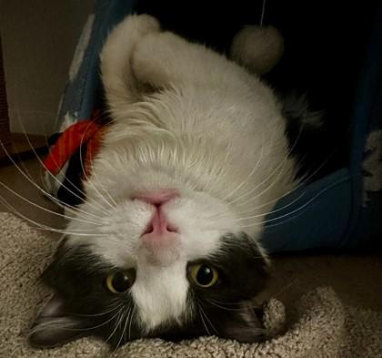 Enlarge Slime, a Adoptable mixed breed in Phoenix, AZ image 3/3