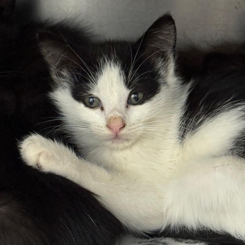 Jeanie, a Adoptable Domestic Short Hair in Spring Hill, KS image 1/3