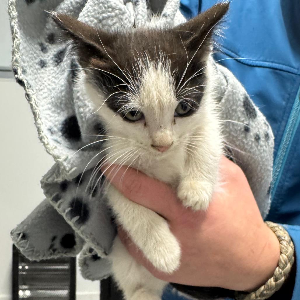 Jeanie, a Adoptable Domestic Short Hair in Spring Hill, KS image 2/3