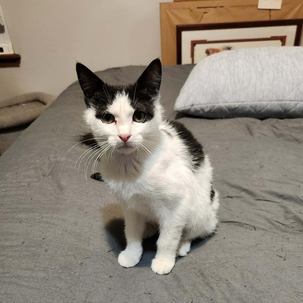 Jeanie, a Adoptable Domestic Short Hair in Spring Hill, KS image 3/4