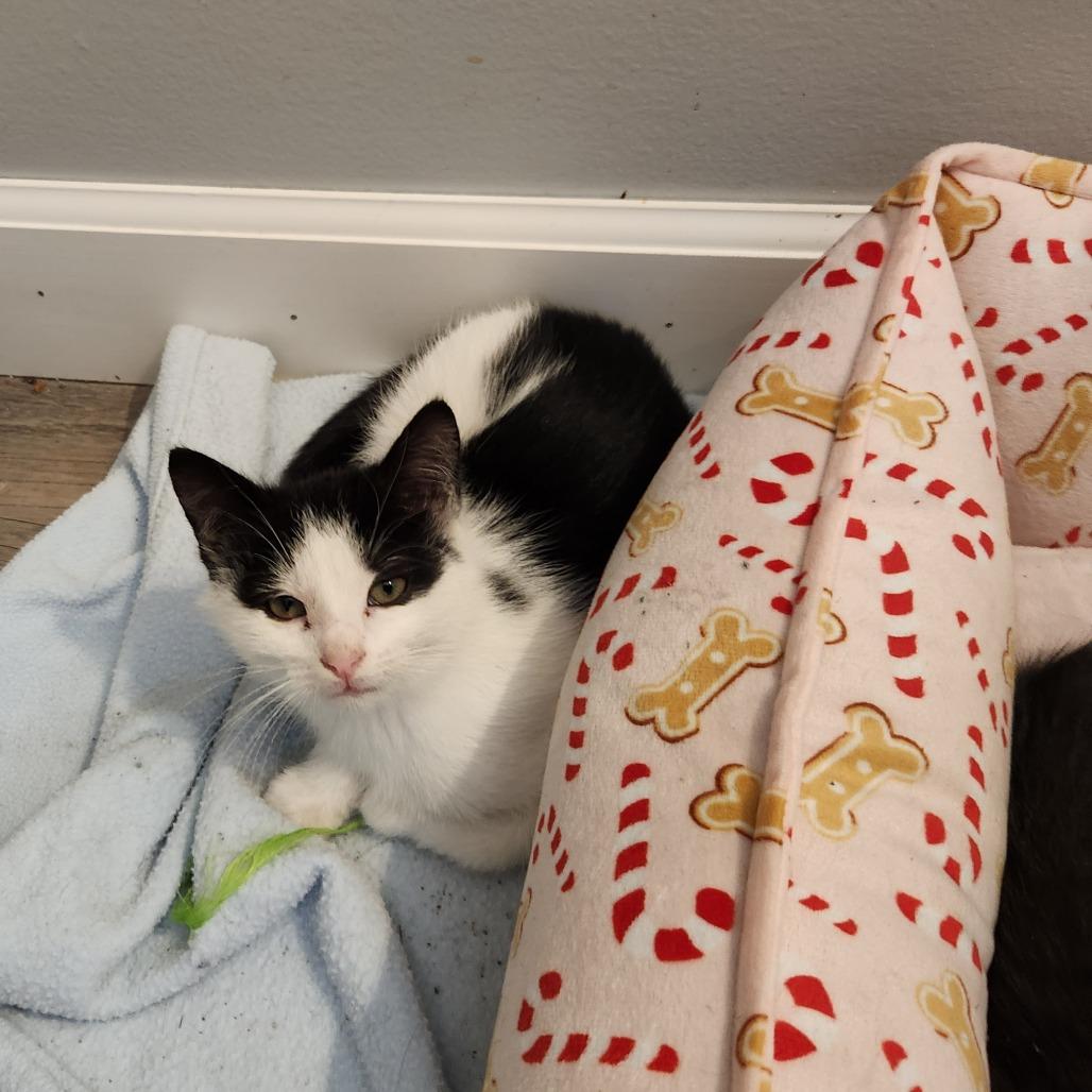 Jeanie, a Adoptable Domestic Short Hair in Spring Hill, KS image 3/3