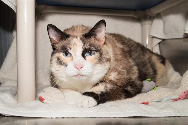 DAISY, Adoptable, Senior Female Domestic Short Hair.