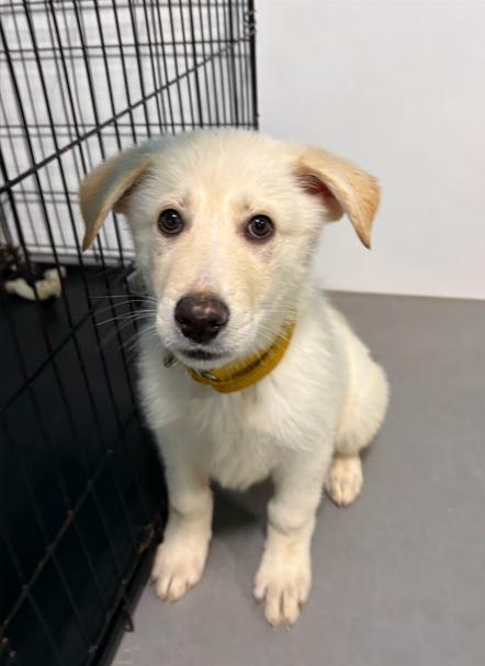 Enlarge Brock, a ADOPTABLE mixed breed in Brunswick, OH image 1/6