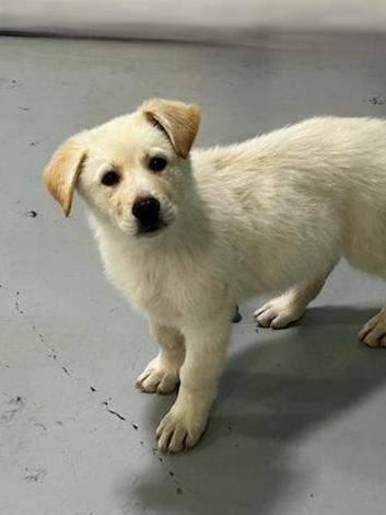 Enlarge Brock, a ADOPTABLE mixed breed in Brunswick, OH image 3/6