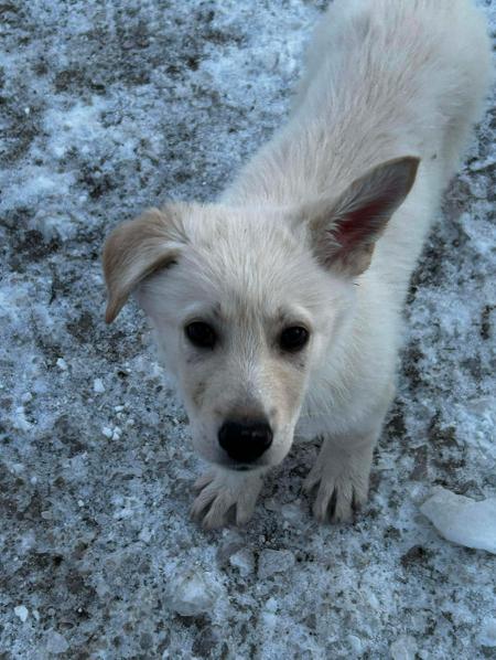 Enlarge Brock, a ADOPTABLE mixed breed in Brunswick, OH image 2/6