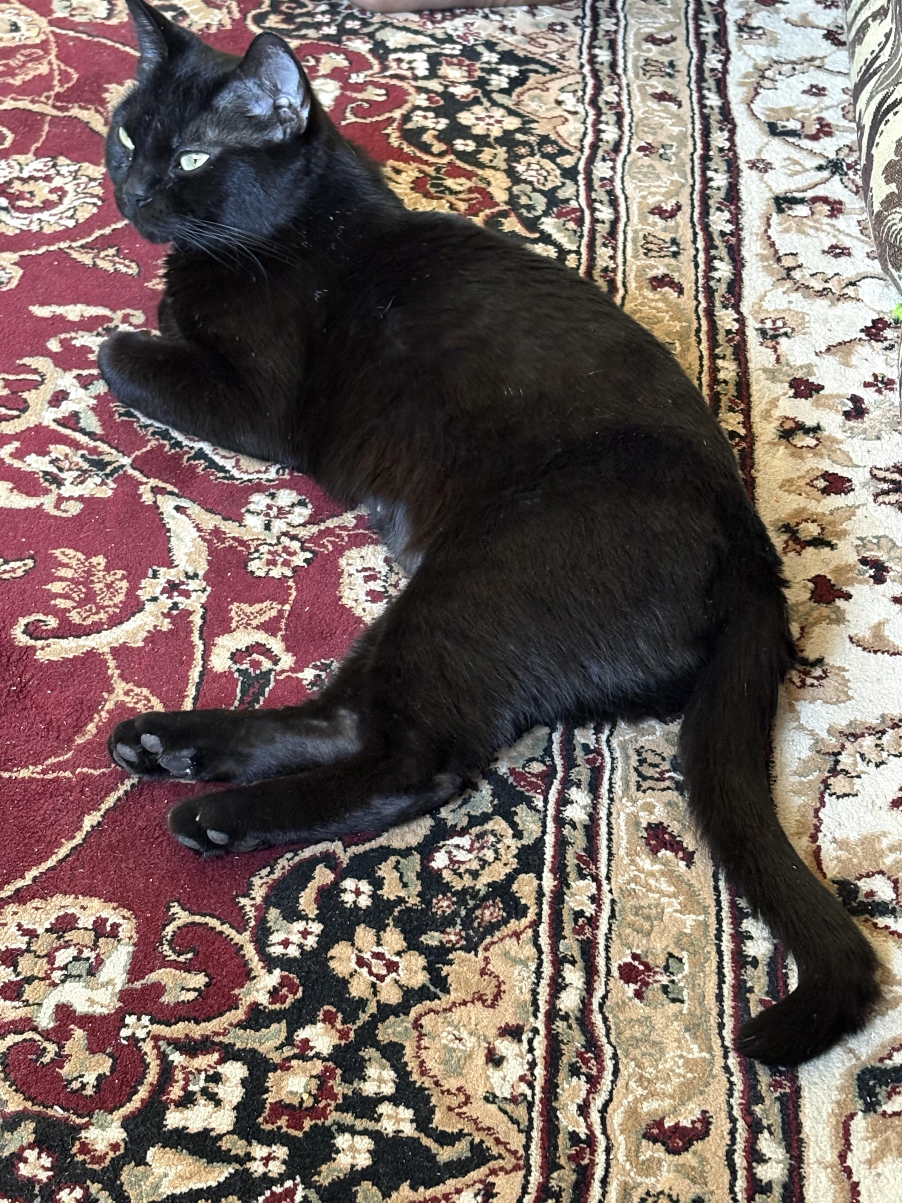 Phee, a ADOPTABLE Domestic Short Hair in Calgary, AB image 3/4