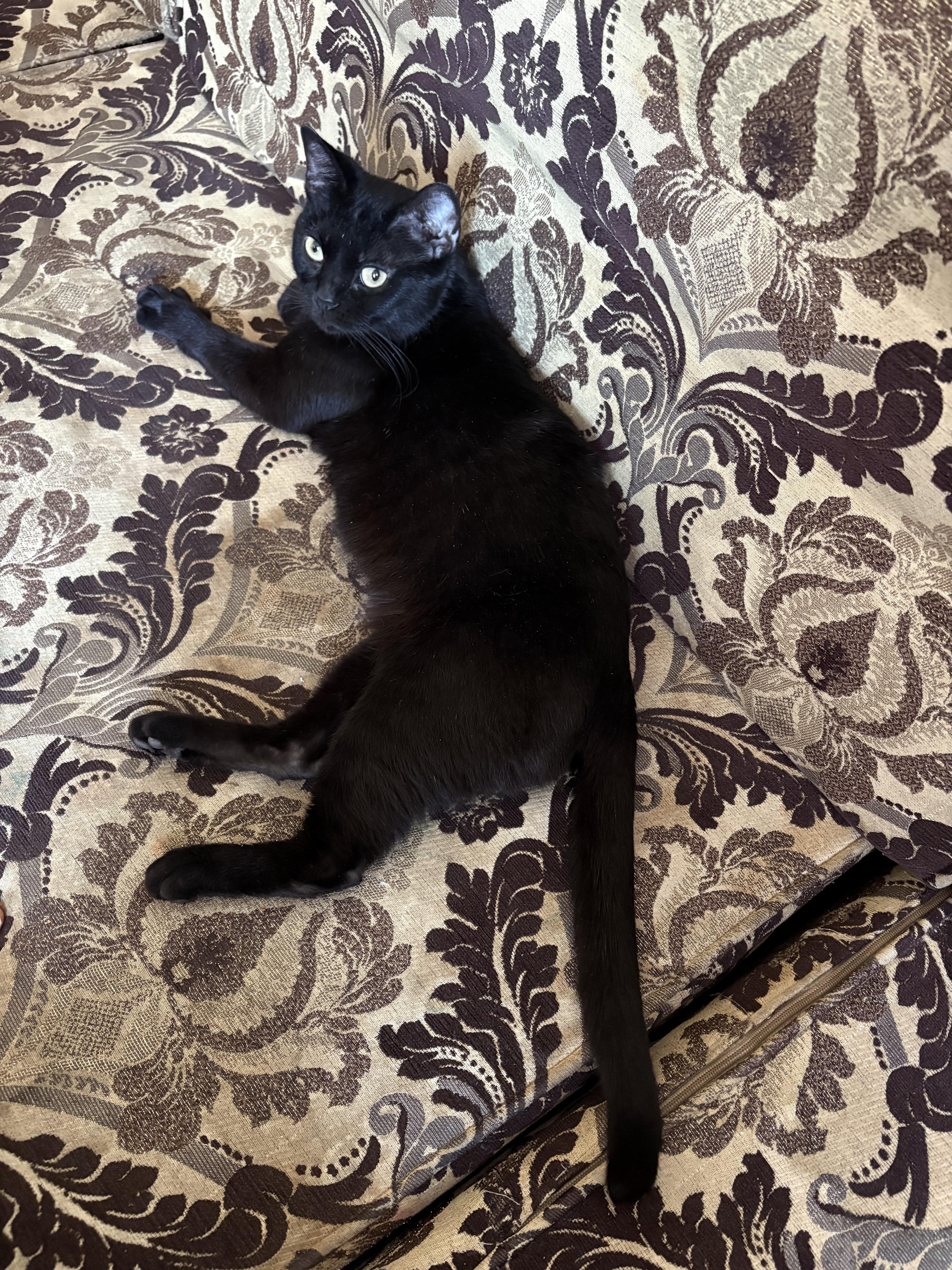 Phee, ADOPTABLE, Adult Female Domestic Short Hair.