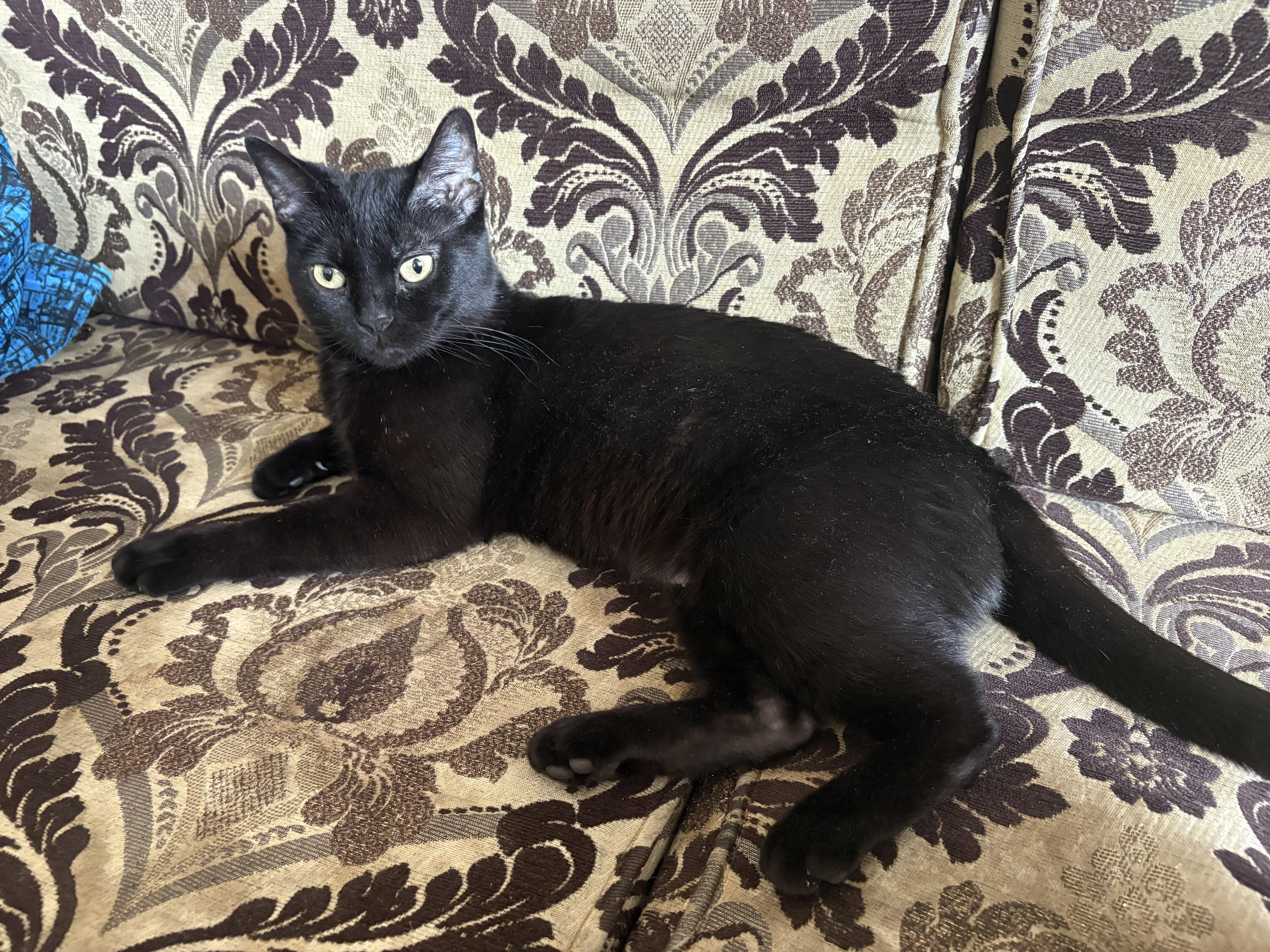 Phee, a ADOPTABLE Domestic Short Hair in Calgary, AB image 2/4