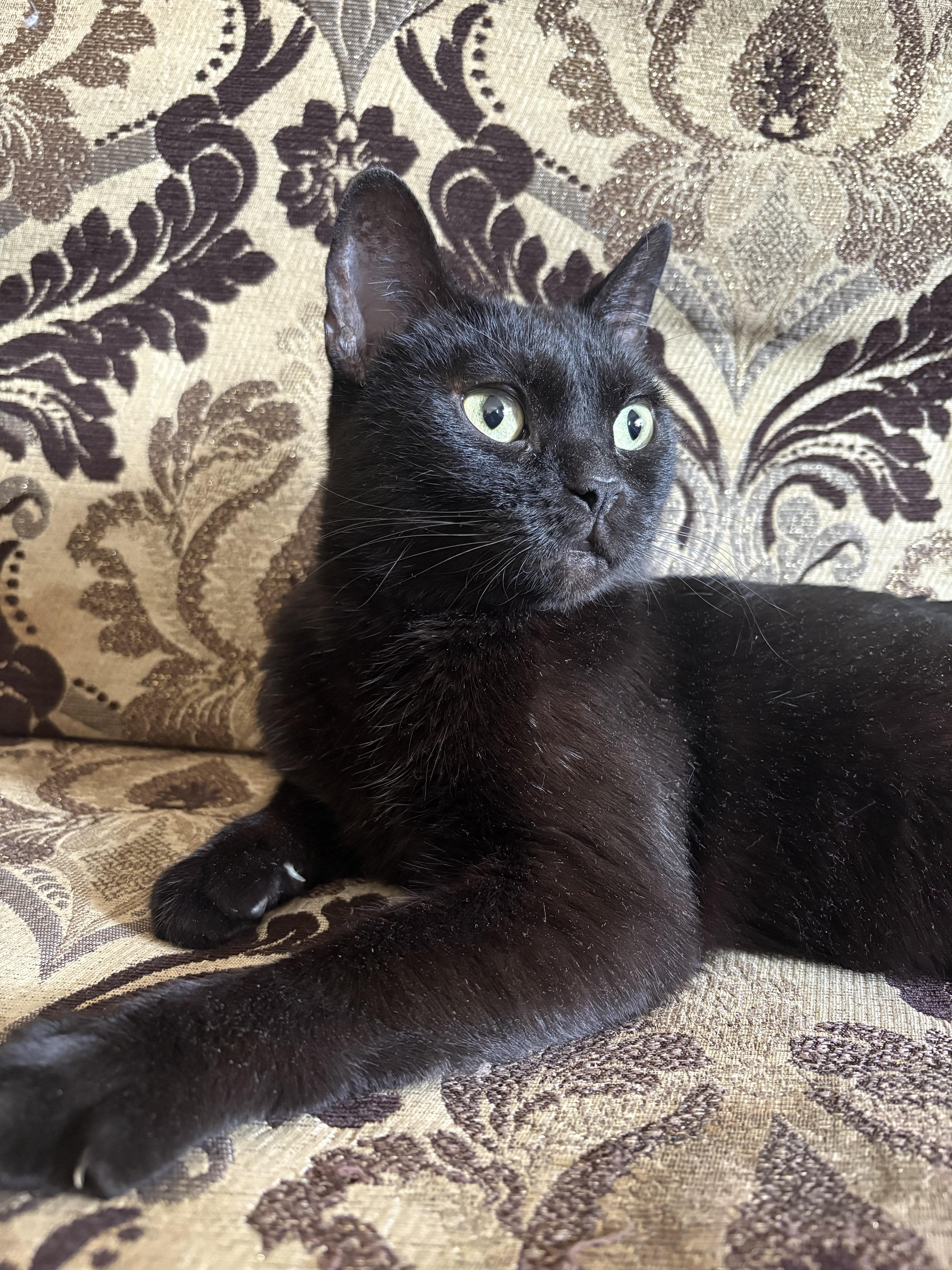 Phee, a ADOPTABLE Domestic Short Hair in Calgary, AB image 4/4