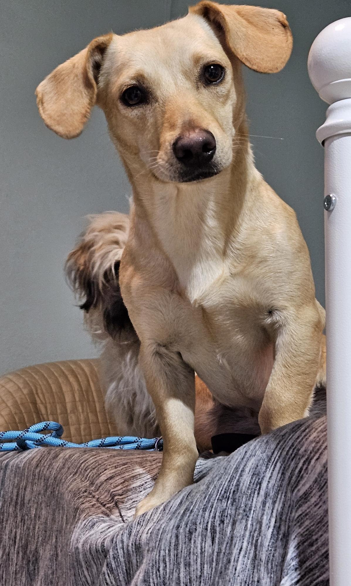 Enlarge ChiChi, a Adoptable mixed breed in Lawrenceville, GA image 1/1