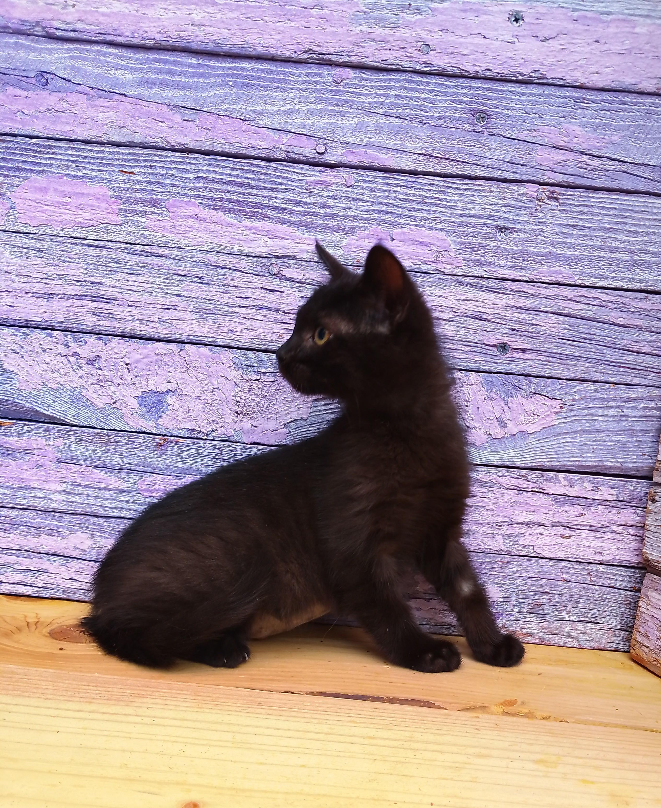 Enlarge Donna #427, a Adoptable Domestic Short Hair in Nichols, NY image 1/1