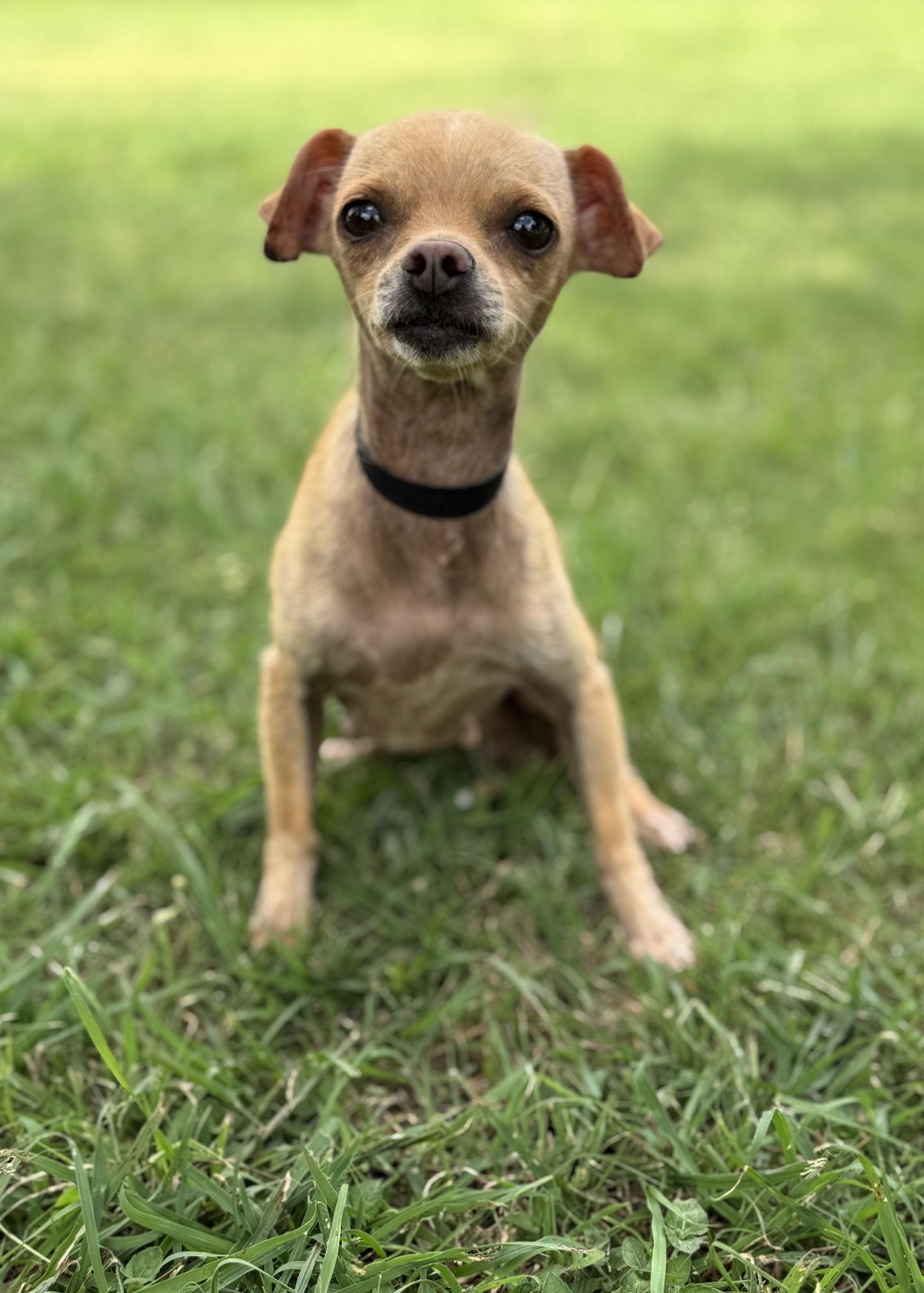 Ava, Adopted, Adult Female Chihuahua.