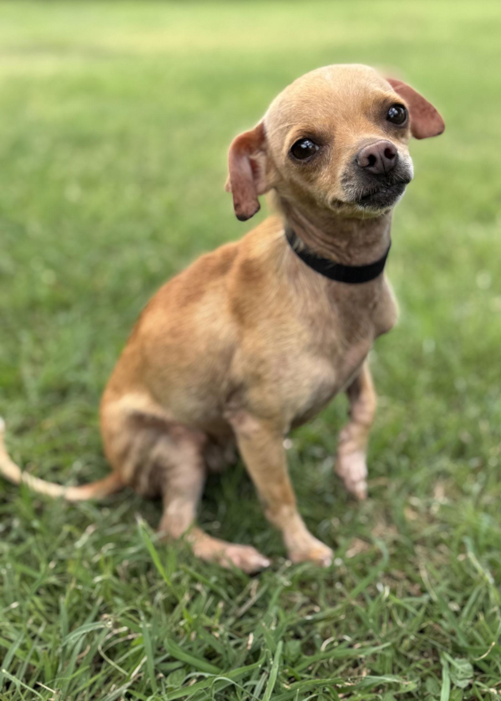 Enlarge Ava, a Adopted Chihuahua in Helotes, TX image 2/3