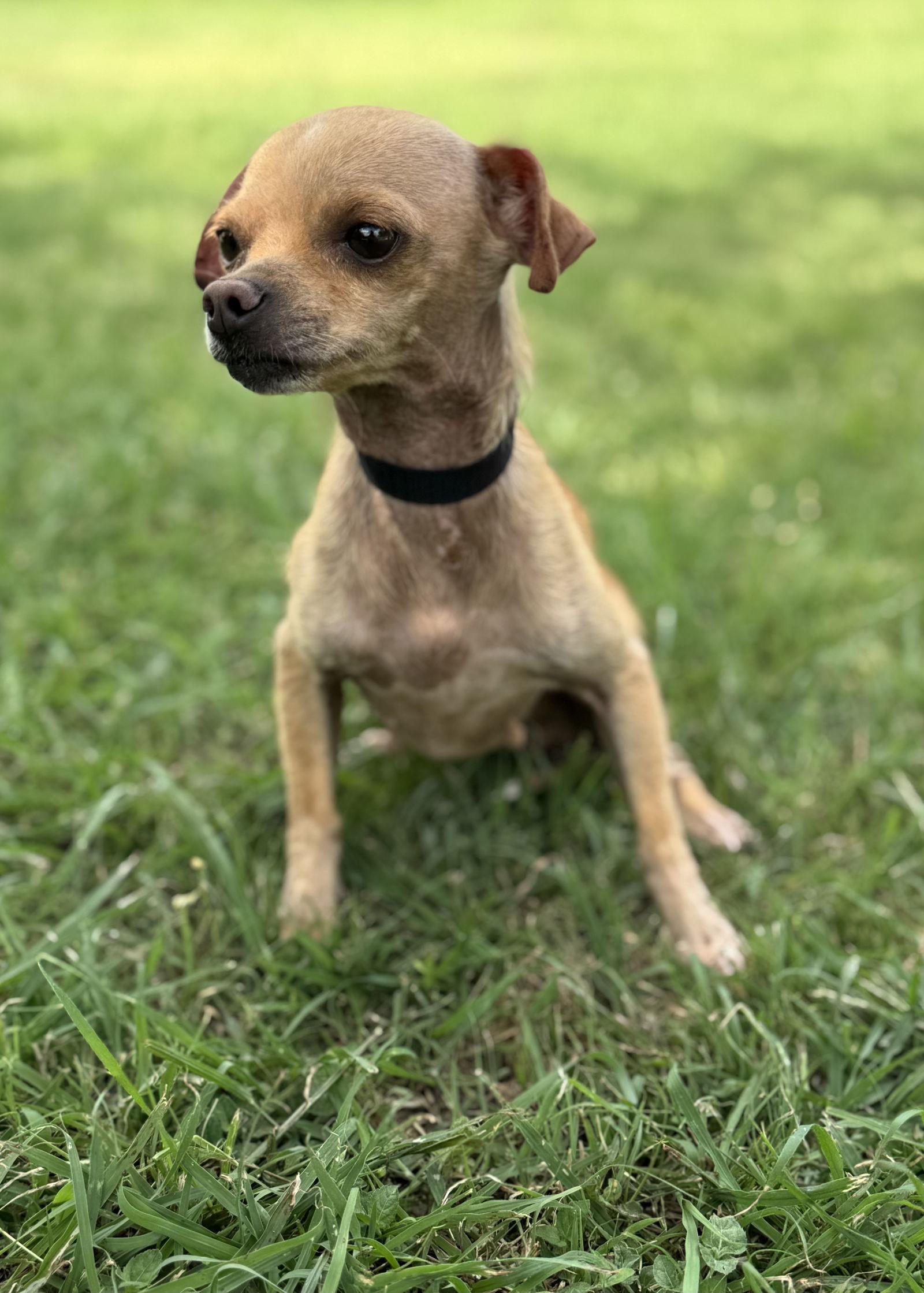 Enlarge Ava, a Adopted Chihuahua in Helotes, TX image 3/3