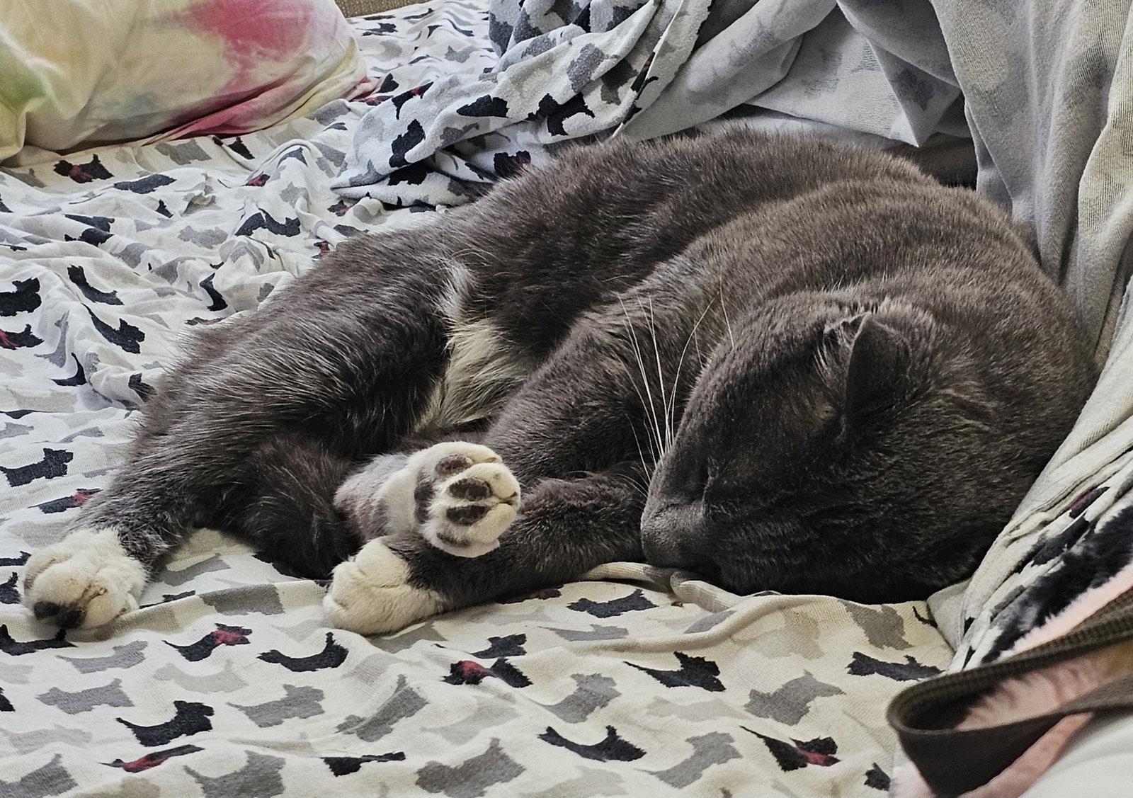 Enlarge Minnow, a Adoptable Domestic Short Hair in Somerville, MA image 3/3