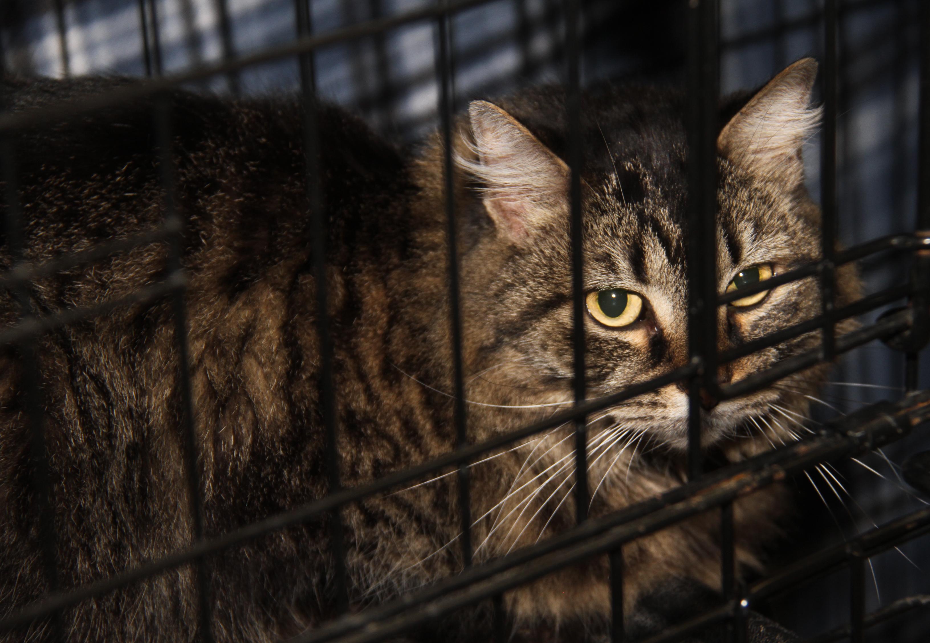 Daisy Mae (Spayed) (Bonded Pair w/Angel)