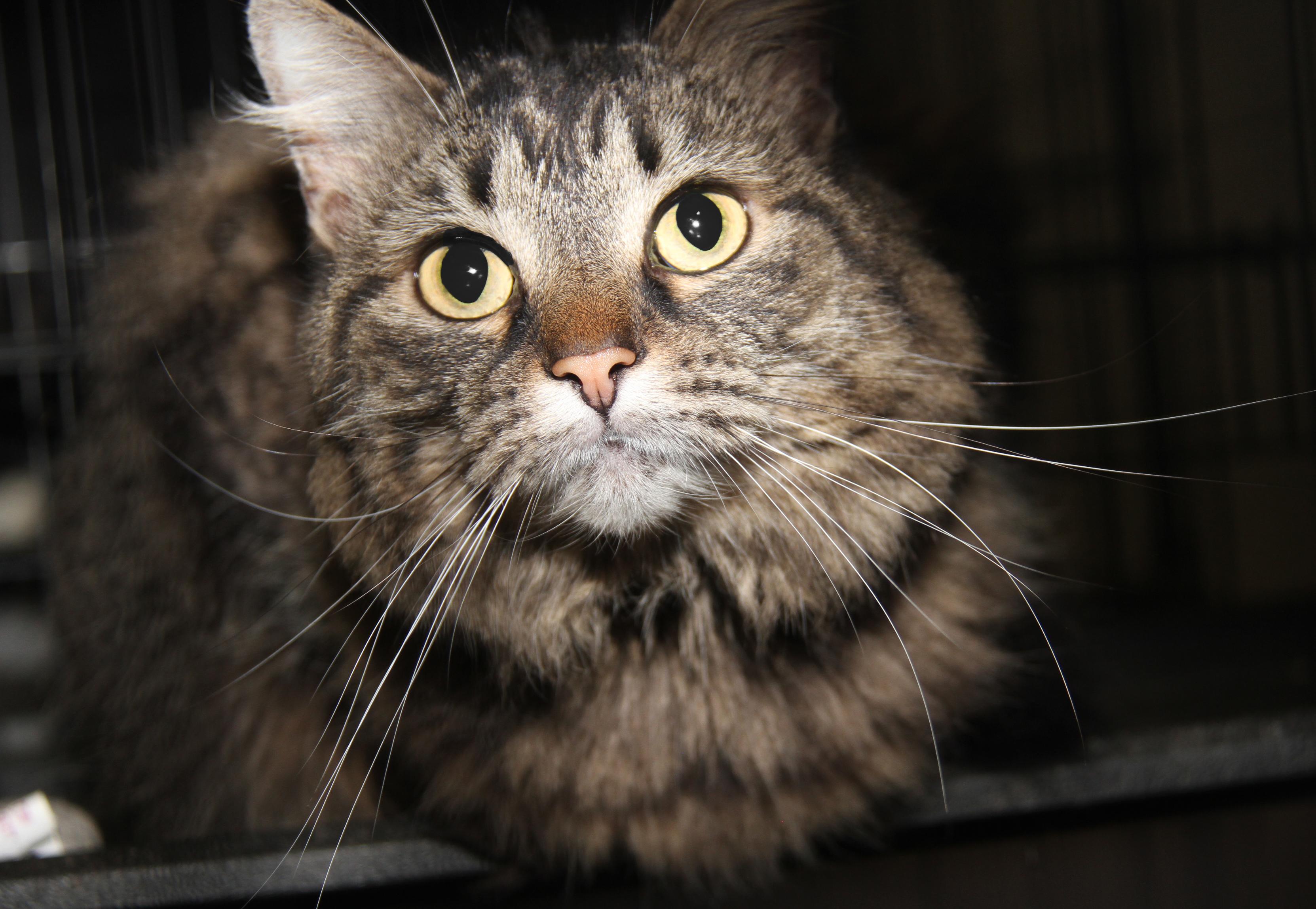 Daisy Mae (Spayed) (Bonded Pair w/Angel)