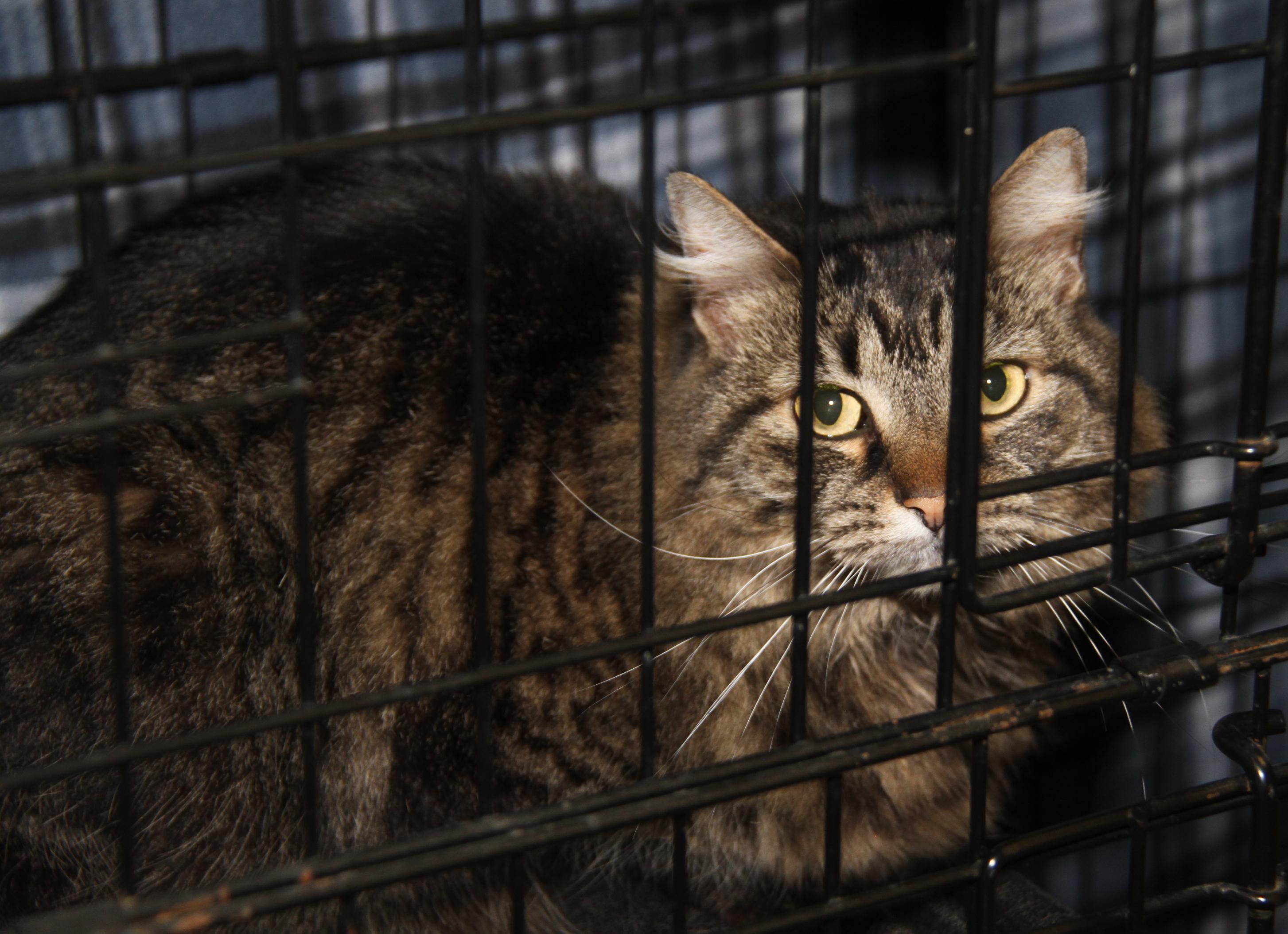 Daisy Mae (Spayed) (Bonded Pair w/Angel)