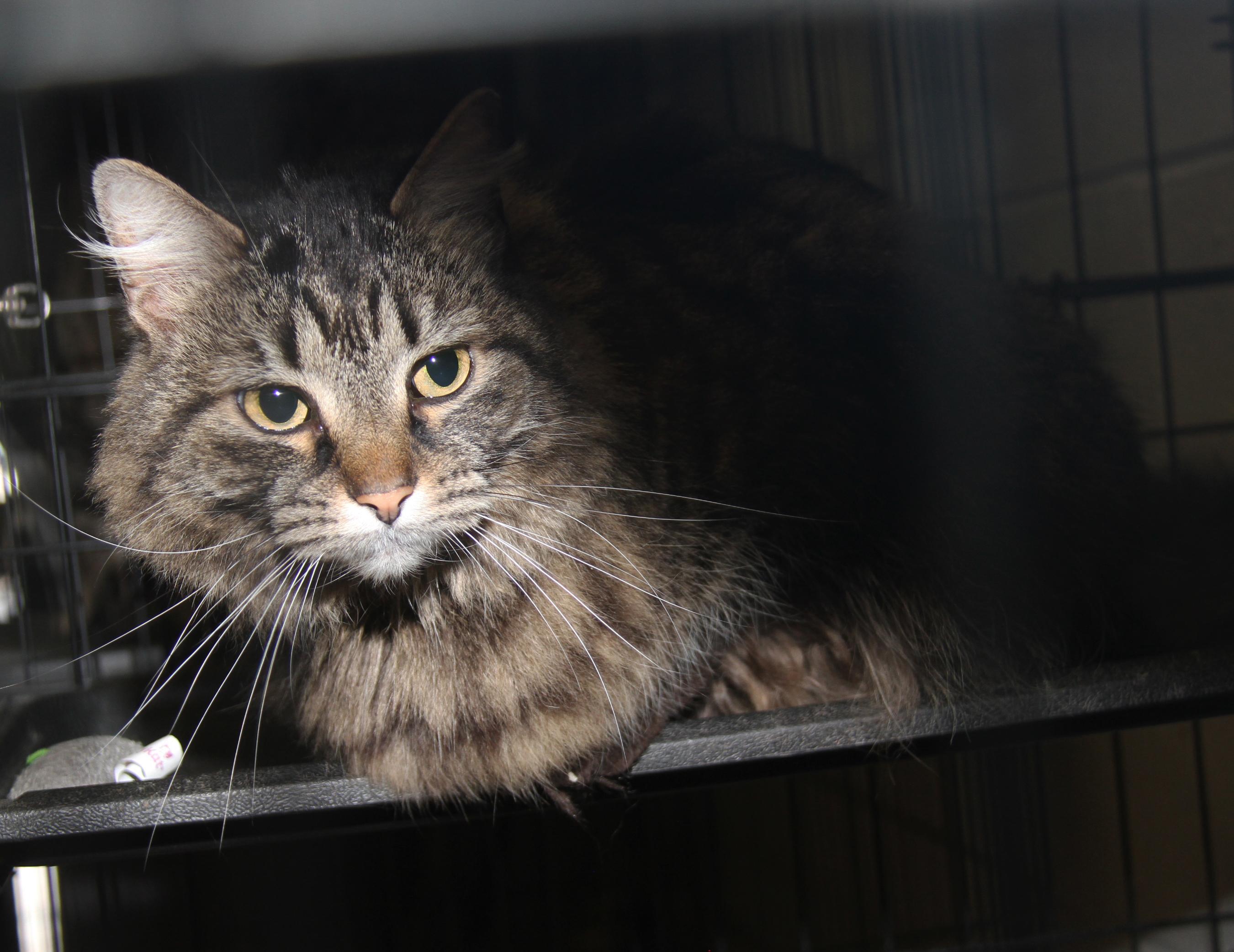 Daisy Mae (Spayed) (Bonded Pair w/Angel), Adult Female Tabby