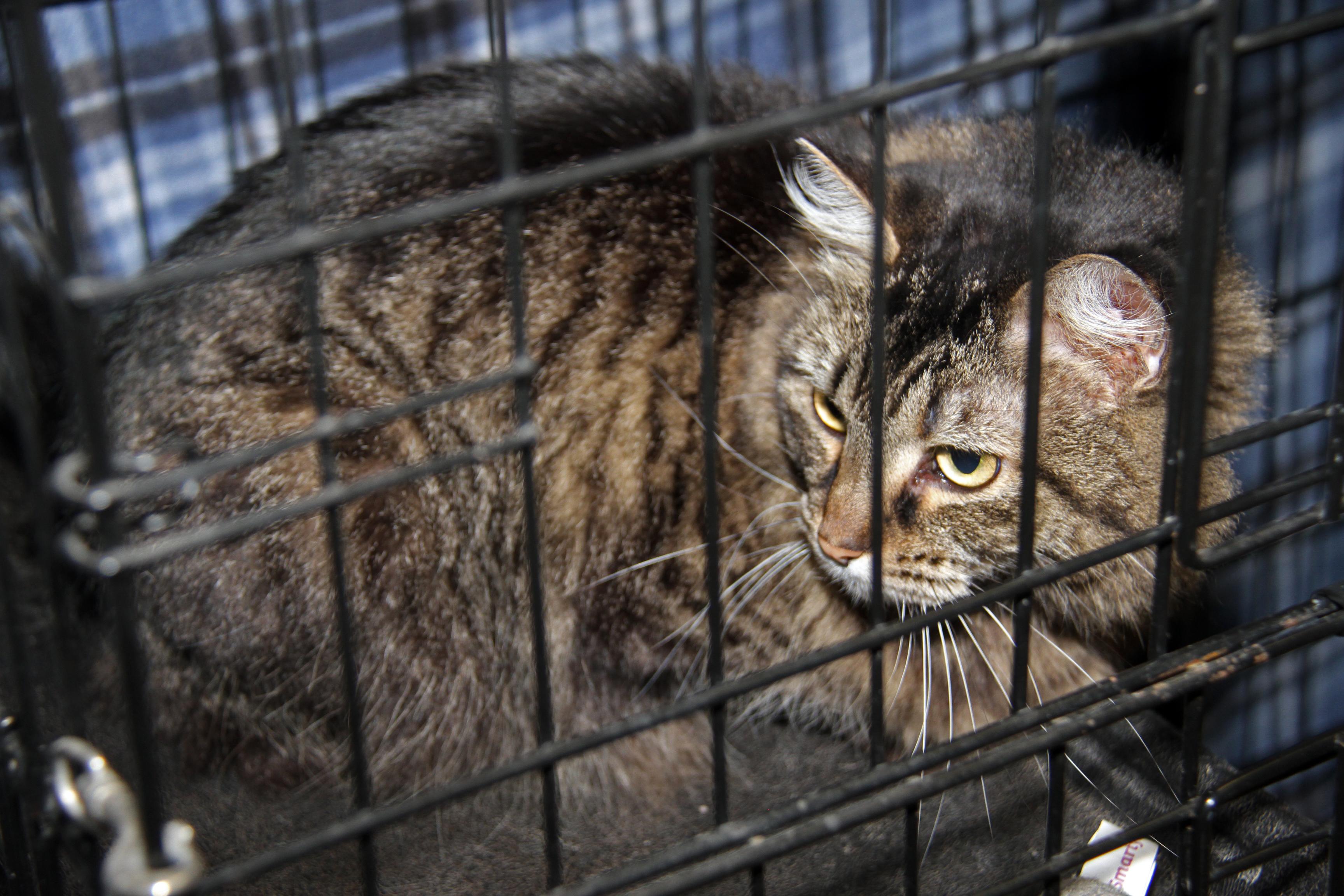 Daisy Mae (Spayed) (Bonded Pair w/Angel)