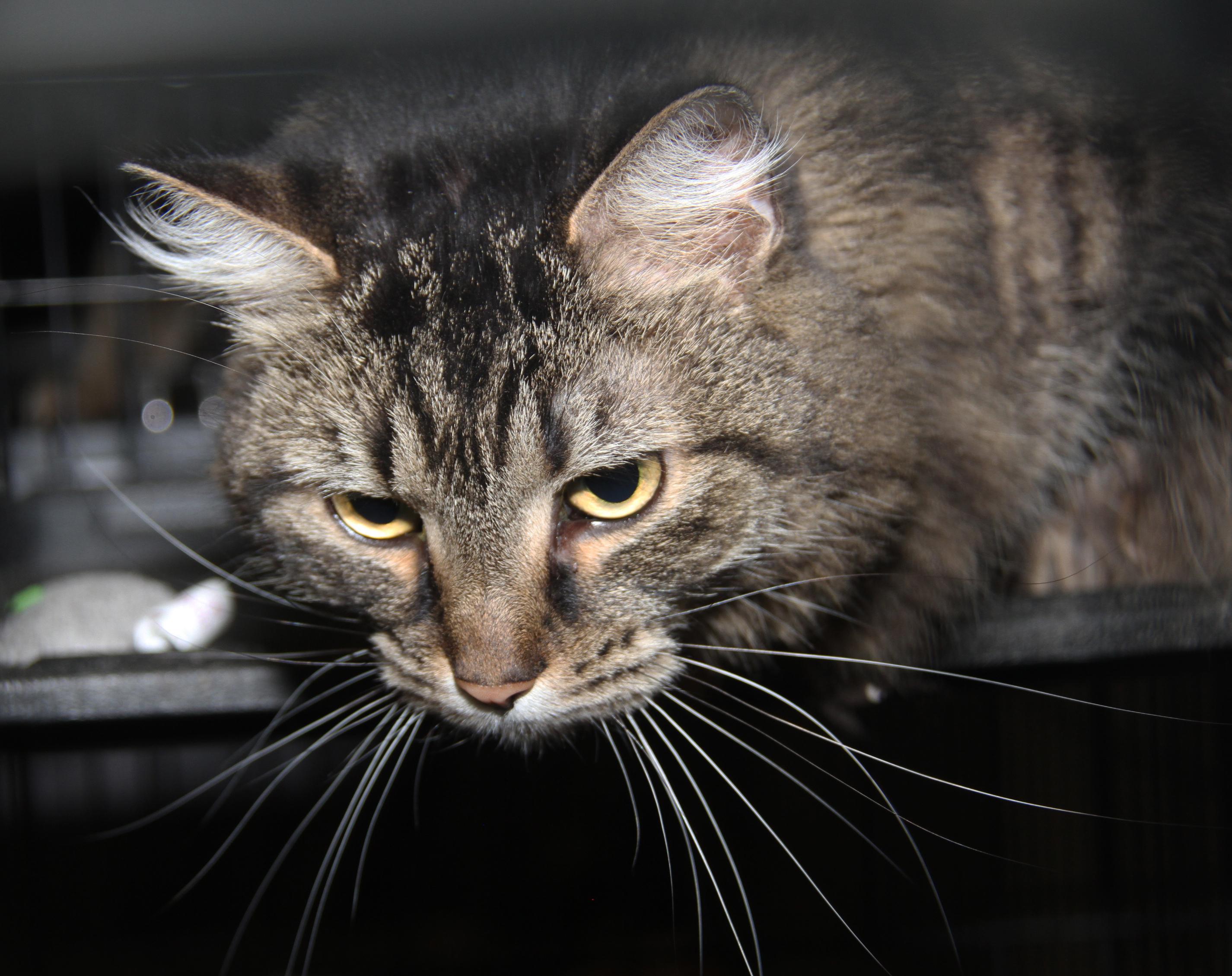 Daisy Mae (Spayed) (Bonded Pair w/Angel)