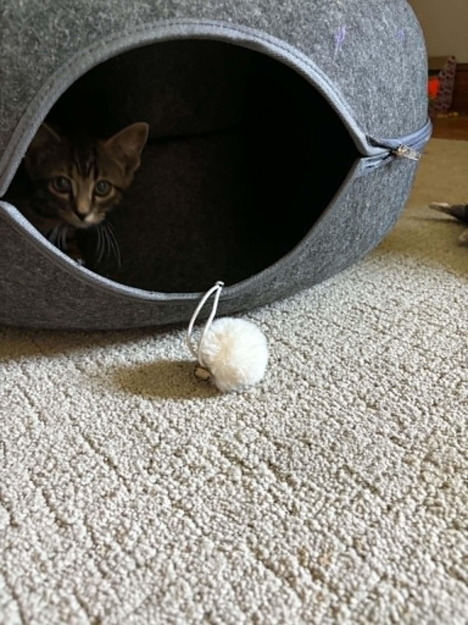 Enlarge Blossom, a Adoptable mixed breed in Mexico, MO image 3/3