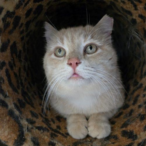 Antonio, Adoptable, Adult Male Tabby & Domestic Short Hair.